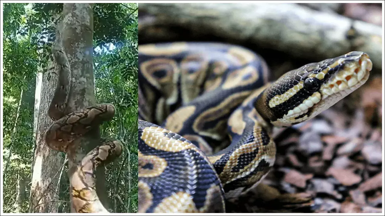 Viral Video: కొండచిలువ చెట్టు ఎక్కే అద్భుతమైన విధానం – వీడియో సోషల్ మీడియాలో హల్‌చల్!