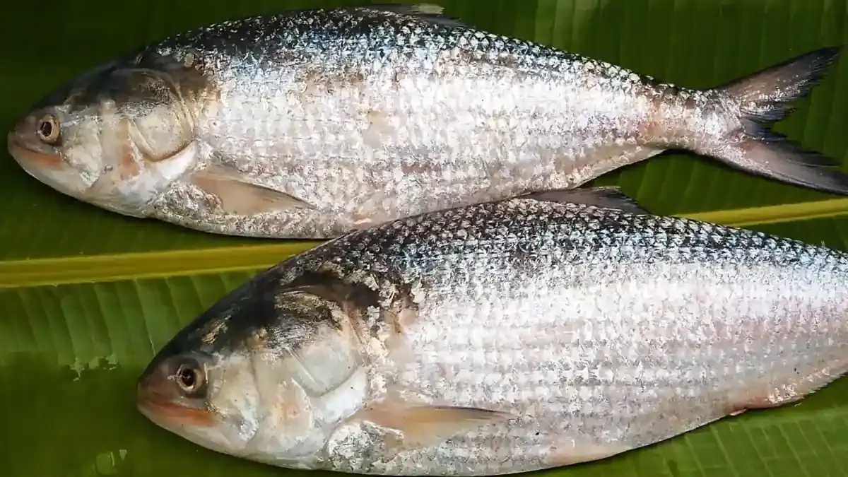 Pulasa Fish: యానాంలో పులస చేప హంగామా – కిలో ధర 22 వేల వరకు.. రికార్డు స్థాయిలో డిమాండ్!