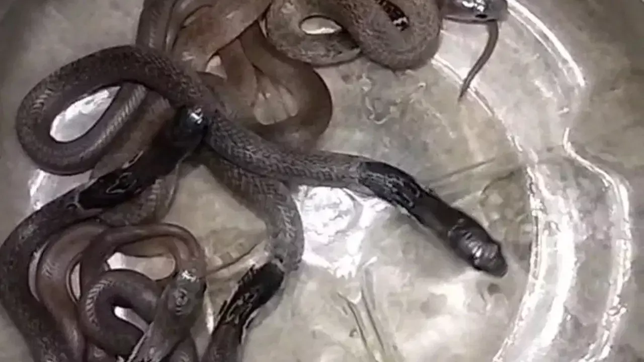 వంట చేద్దామని కిచెన్‌లోకి వెళ్లింది, గిన్నెలో చూసింది, ఒక్కసారిగా షాక్!