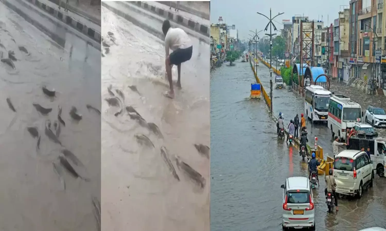 Fish Swim Through Flooded Streets as Pond Overflows in Rain-Hit Rajasthan; Video Goes Viral