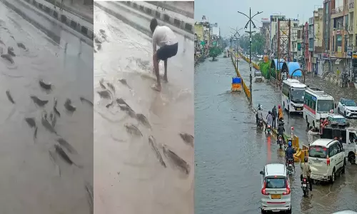 Fish Swim Through Flooded Streets as Pond Overflows in Rain-Hit Rajasthan; Video Goes Viral