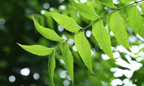 Health Benefits of Eating Neem Leaves Daily on Empty Stomach