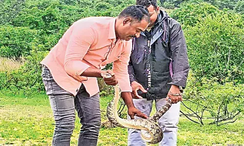 Seven Feet Python Enters Bed in Pebbair Mahbubnagar
