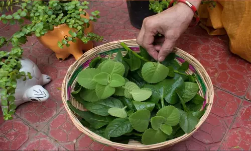 Ajwain Leaves Surprising Health Benefits and Culinary Uses Ajwain Leaves Surprising Health Benefits and Culinary Uses