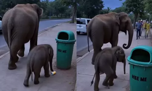 Watch: Baby Elephant Disposes Garbage Properly, Wins Hearts Online