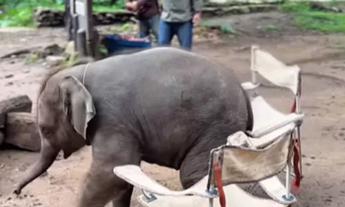 Viral Video Viral Video