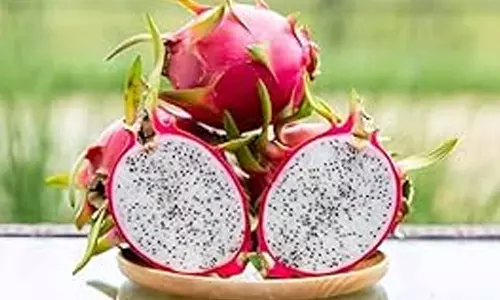 Dragon Fruit Benefits Dragon Fruit Benefits