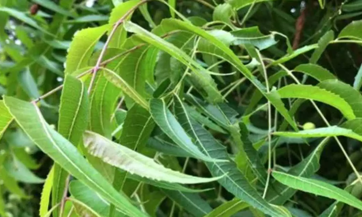 Neem Health Benefits Neem Health Benefits