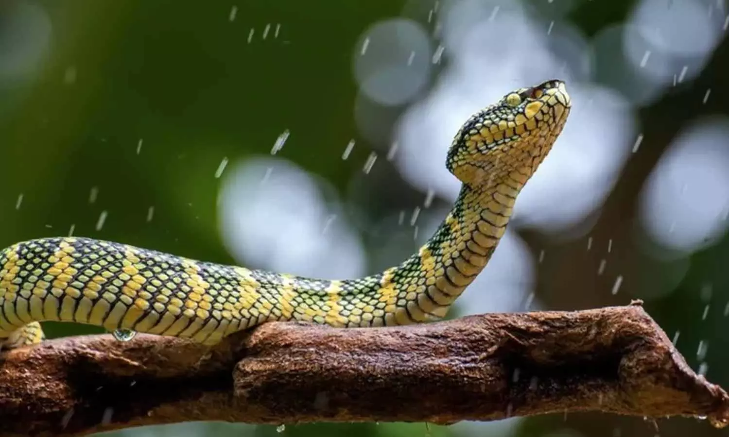 వర్షాకాలంలో పాములే కాదు... ఇంట్లోకి వచ్చే ఈ పురుగులు మరింత ప్రమాదకరం! వర్షాకాలంలో పాములే కాదు... ఇంట్లోకి వచ్చే ఈ పురుగులు మరింత ప్రమాదకరం!