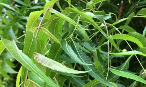 Neem Health Benefits