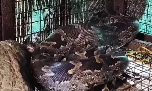 కోళ్లను మింగిన భారీ కొండచిలువ.. యజమానికి తృటిలో తప్పిన ప్రమాదం