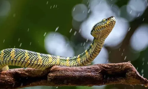 వర్షాకాలంలో పాములే కాదు... ఇంట్లోకి వచ్చే ఈ పురుగులు మరింత ప్రమాదకరం! వర్షాకాలంలో పాములే కాదు... ఇంట్లోకి వచ్చే ఈ పురుగులు మరింత ప్రమాదకరం!