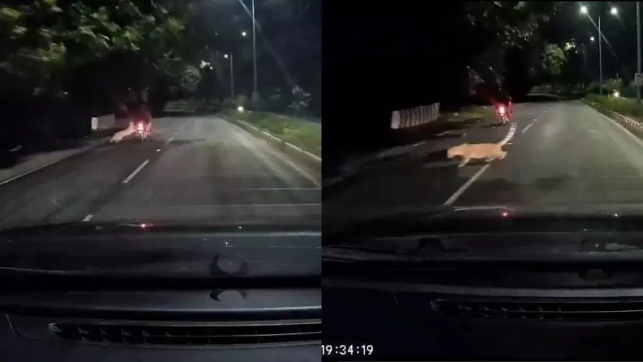 Viral Video: రాత్రి పూట బైక్‌ వెళ్తుండగా పైకి దూసుకొచ్చిన భారీ ఆకారం..! గుండె ఆగినంత పనైంది