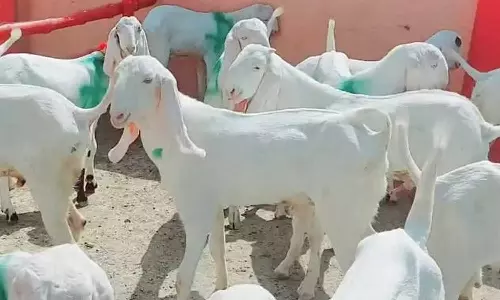 Beetal Goat: రోజుకు 2.5 లీటర్ల పాలిచ్చే బీటల్ మేక... రైతులకు డబుల్ ఆదాయం! ధర తెలుసుకుంటే ఆశ్చర్యపోతారు