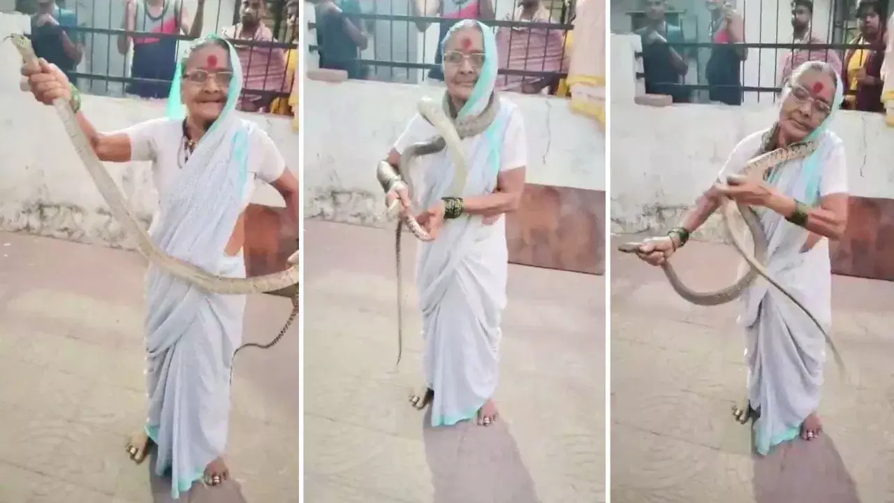 Viral Video: 70 ఏళ్ల బామ్మ ధైర్యం చూస్తే షాక్ అవుతారు..! 8 అడుగుల పామును పట్టుకుని మెడలో చుట్టేసింది! Viral Video: 70 ఏళ్ల బామ్మ ధైర్యం చూస్తే షాక్ అవుతారు..! 8 అడుగుల పామును పట్టుకుని మెడలో చుట్టేసింది!