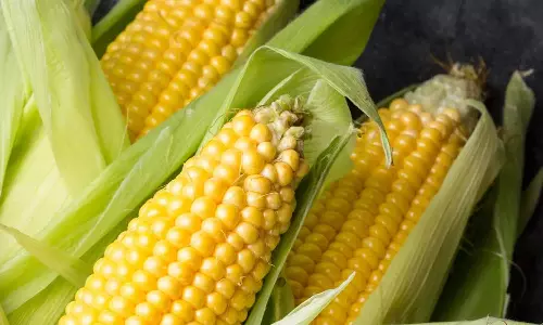 Sweet Corn Sweet Corn