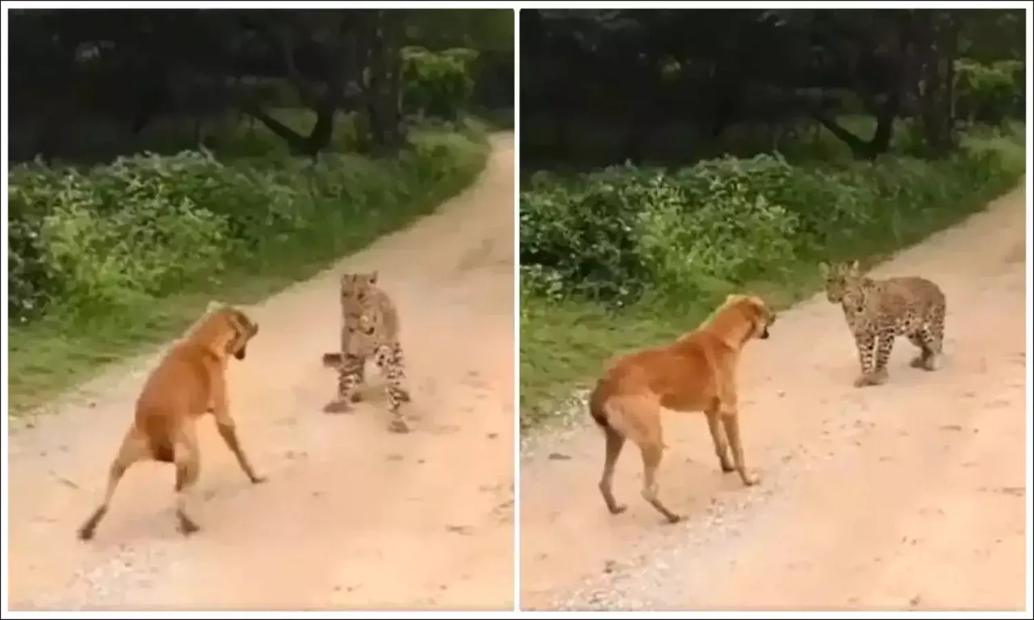 Fearless Dog Confronts and Scares Off Leopard in Viral Video