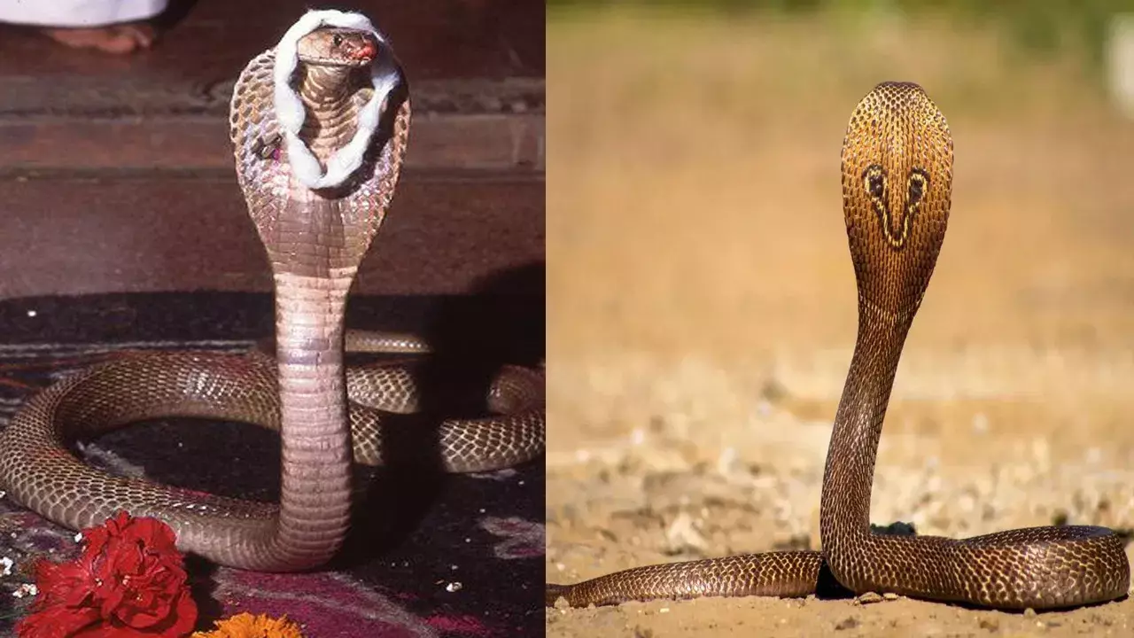 Naga Panchami: నాగుపాములు పగ పెంచుకుంటాయా? నాగమణి నిజంగానే ఉందా? Naga Panchami: నాగుపాములు పగ పెంచుకుంటాయా? నాగమణి నిజంగానే ఉందా?