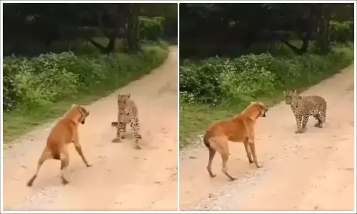 Fearless Dog Confronts and Scares Off Leopard in Viral Video Fearless Dog Confronts and Scares Off Leopard in Viral Video