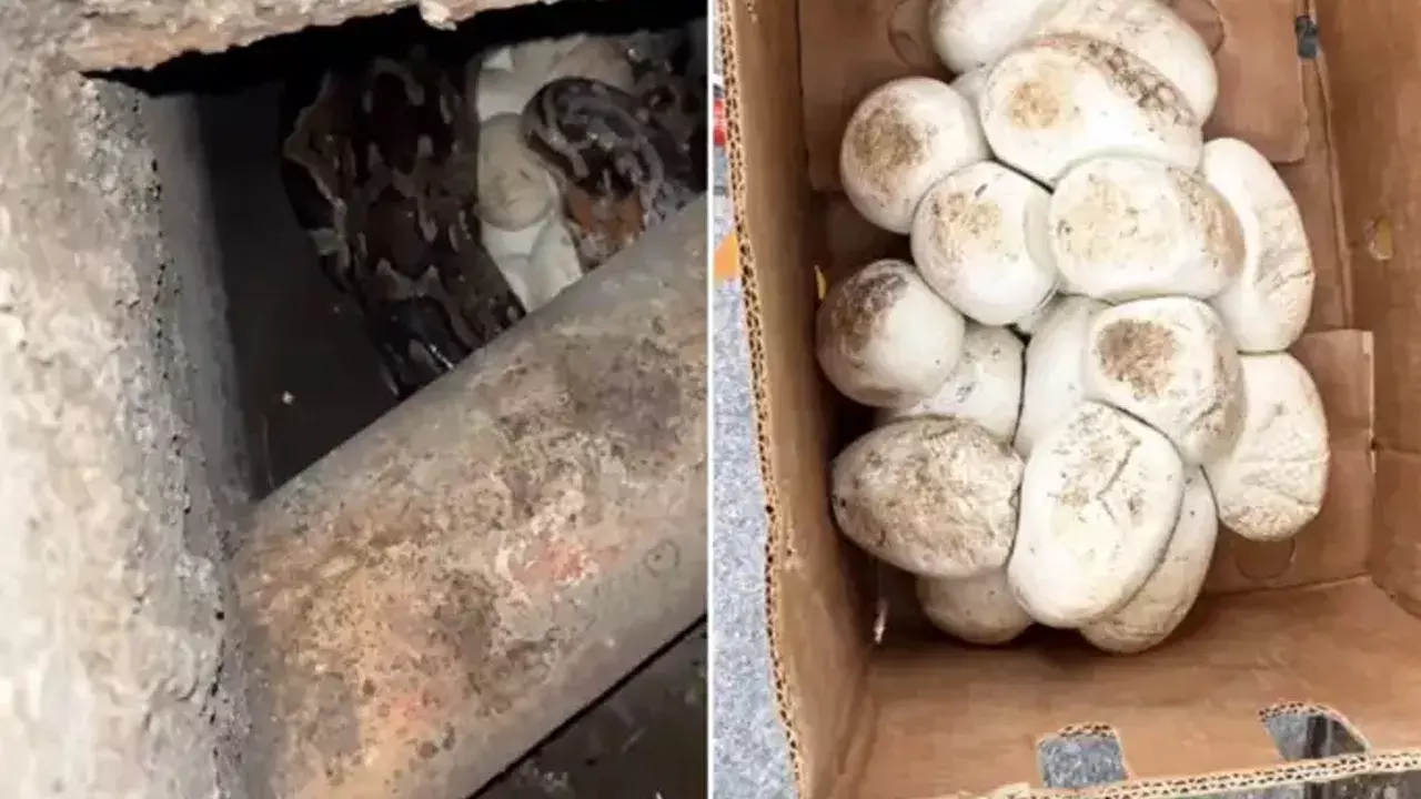 మురికి కాలువ శుభ్రం చేస్తుండగా వినిపించిన వింత శబ్ధాలు..! దగ్గరికెళ్లిన మున్సిపల్‌ సిబ్బంది పరుగో పరుగు..