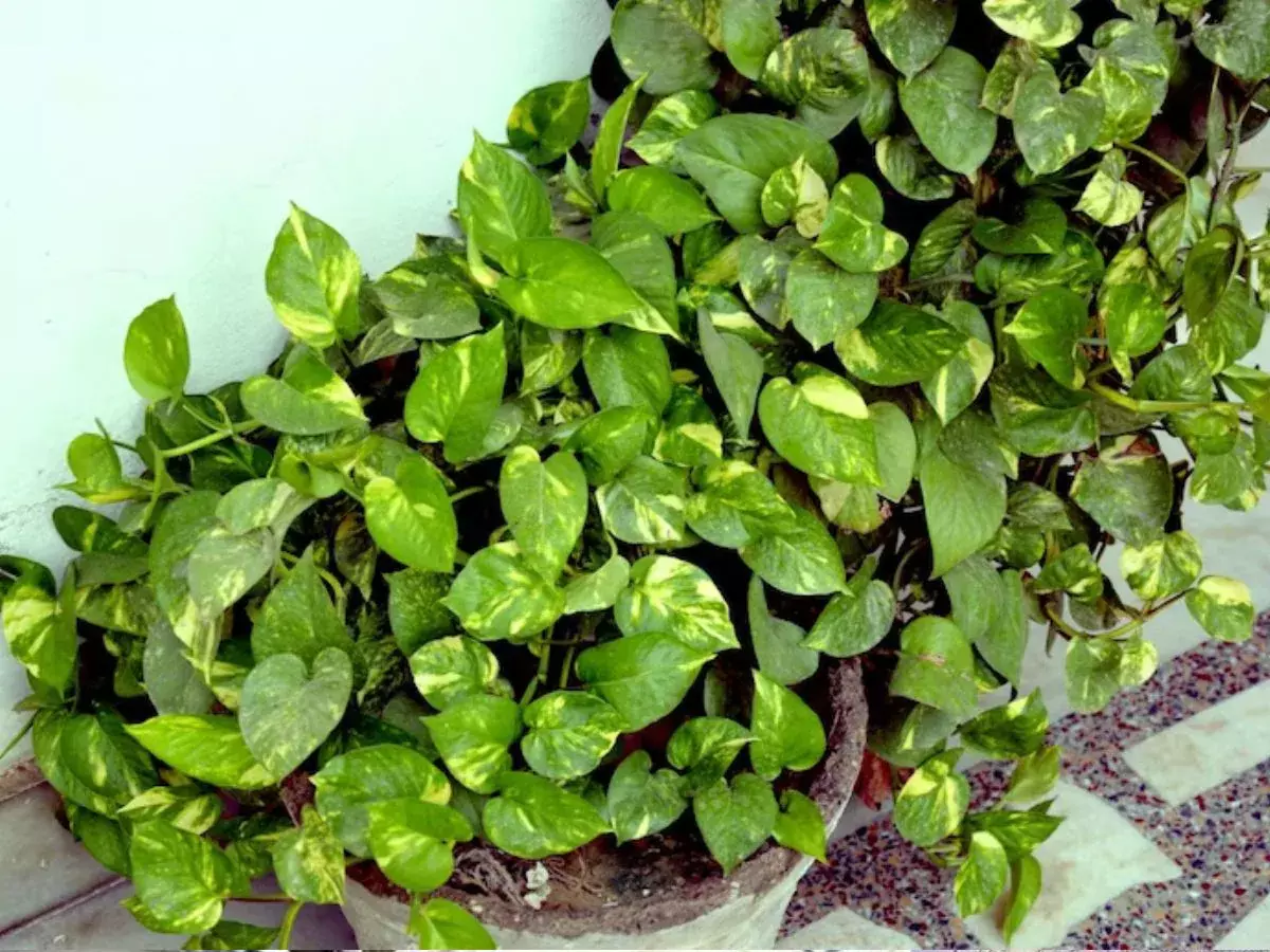 Vastu Tips for Money Plant: ఇంట్లో మొదటిసారి మనీ ప్లాంట్ పెడతారా? వాస్తు చిట్కాలు తప్పకుండా పాటించండి