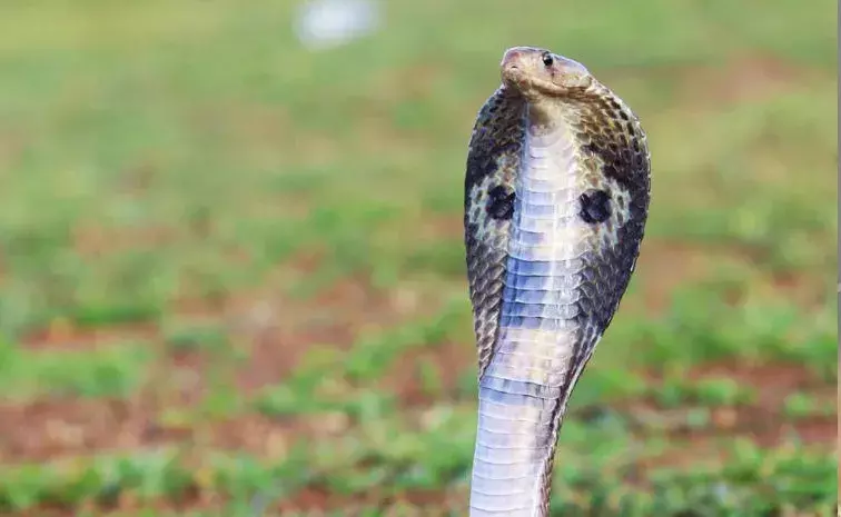 ప్రపంచంలో అత్యధిక పాముల జాతులు ఉన్న టాప్ 10 దేశాలు.. భారత్ ఏ స్థానంలో ఉందంటే? ప్రపంచంలో అత్యధిక పాముల జాతులు ఉన్న టాప్ 10 దేశాలు.. భారత్ ఏ స్థానంలో ఉందంటే?