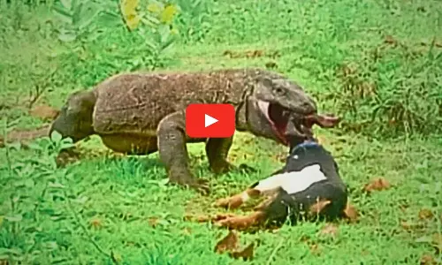 Komodo Dragon Swallows Goat Video Goes Viral on Social Media
