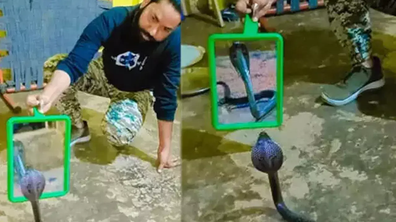 Viral Video: పడగ విప్పిన నల్లతాచుపాము ముందు అద్దం పెట్టిన యువకుడు.. తర్వాత చోటుచేసుకున్న ఘటన చూస్తే షాక్ అవుతారు!