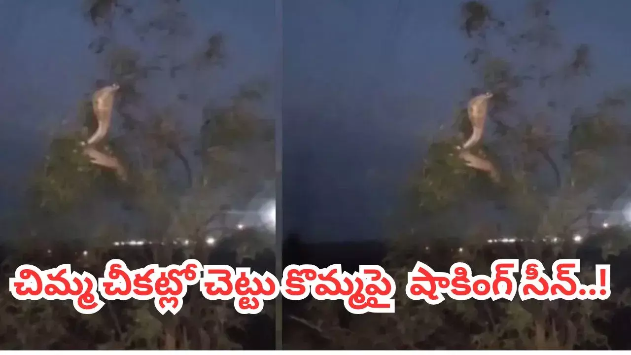 Viral Video: చిమ్మ చీకట్లో చెట్టు కొమ్మపై ఏదో కదలిక.. చూశాక బెంబేలెత్తిన జనాలు!