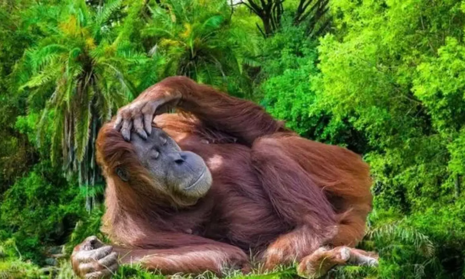 Optical Illusion can you Spot Glasses on Sleeping Orangutan in 5 Seconds