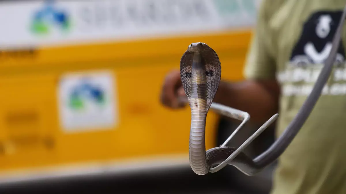 Cobra Attack: 15 రోజుల తర్వాత అదే ఇంట్లో నాగుపాము ప్రత్యక్షం.. పగ తీర్చుకుందా? Cobra Attack: 15 రోజుల తర్వాత అదే ఇంట్లో నాగుపాము ప్రత్యక్షం.. పగ తీర్చుకుందా?