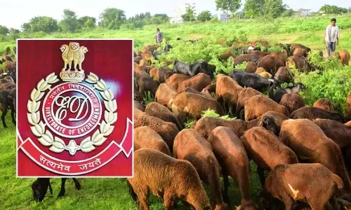 ED Finds 1000 Crore Irregularities in Telangana Sheep Distribution Scam