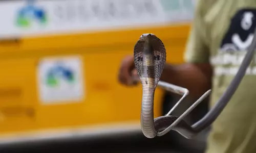 Cobra Attack: 15 రోజుల తర్వాత అదే ఇంట్లో నాగుపాము ప్రత్యక్షం.. పగ తీర్చుకుందా? Cobra Attack: 15 రోజుల తర్వాత అదే ఇంట్లో నాగుపాము ప్రత్యక్షం.. పగ తీర్చుకుందా?