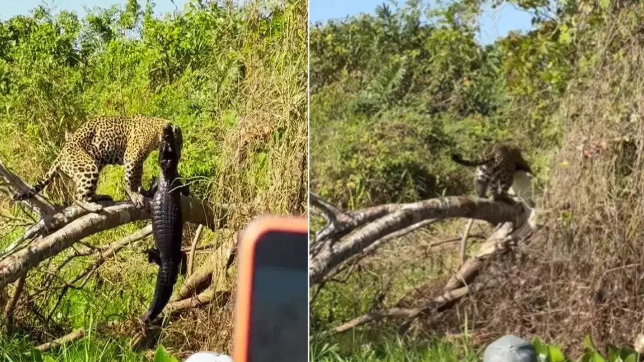 Viral Video: చెట్టుపైకి మొసలిని లాగిన చిరుతపులి.. ఈ దృశ్యం చూసి అంతా షాక్!