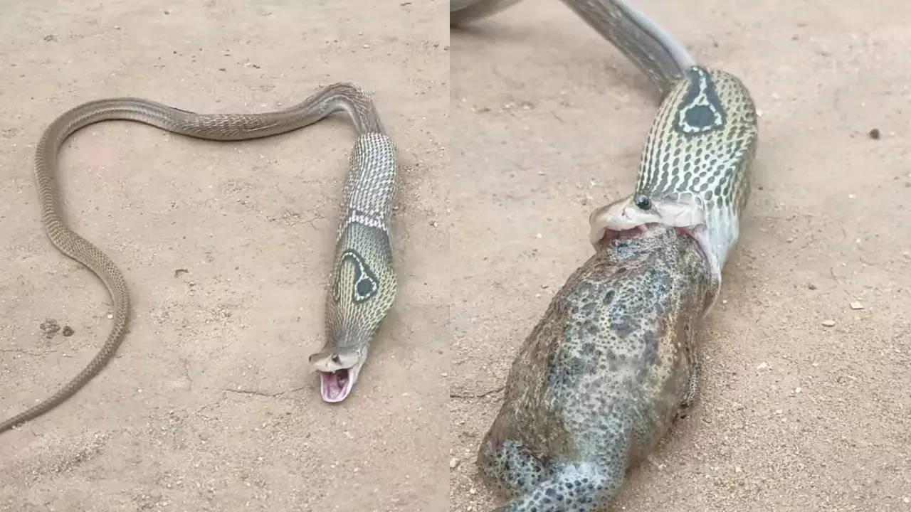 Viral Video: భారీ పాము రెండు కప్పలు మింగింది.. తర్వాత ఏమైందో చూడండి!