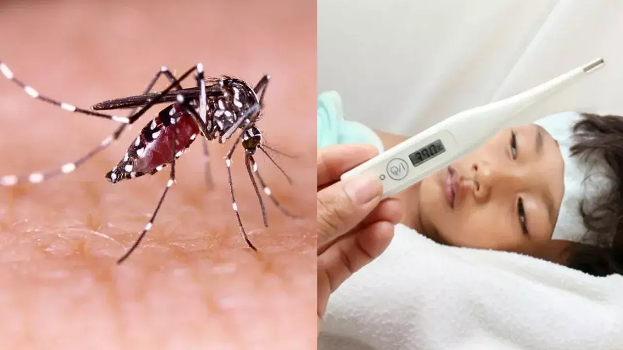 Dengue: తెలుగు రాష్ట్రాల్లో విజృంభిస్తున్న డెంగ్యూ జ్వరాలు – ఈ జాగ్రత్తలు పాటించకపోతే ప్రాణాలకే ముప్పు! Dengue: తెలుగు రాష్ట్రాల్లో విజృంభిస్తున్న డెంగ్యూ జ్వరాలు – ఈ జాగ్రత్తలు పాటించకపోతే ప్రాణాలకే ముప్పు!