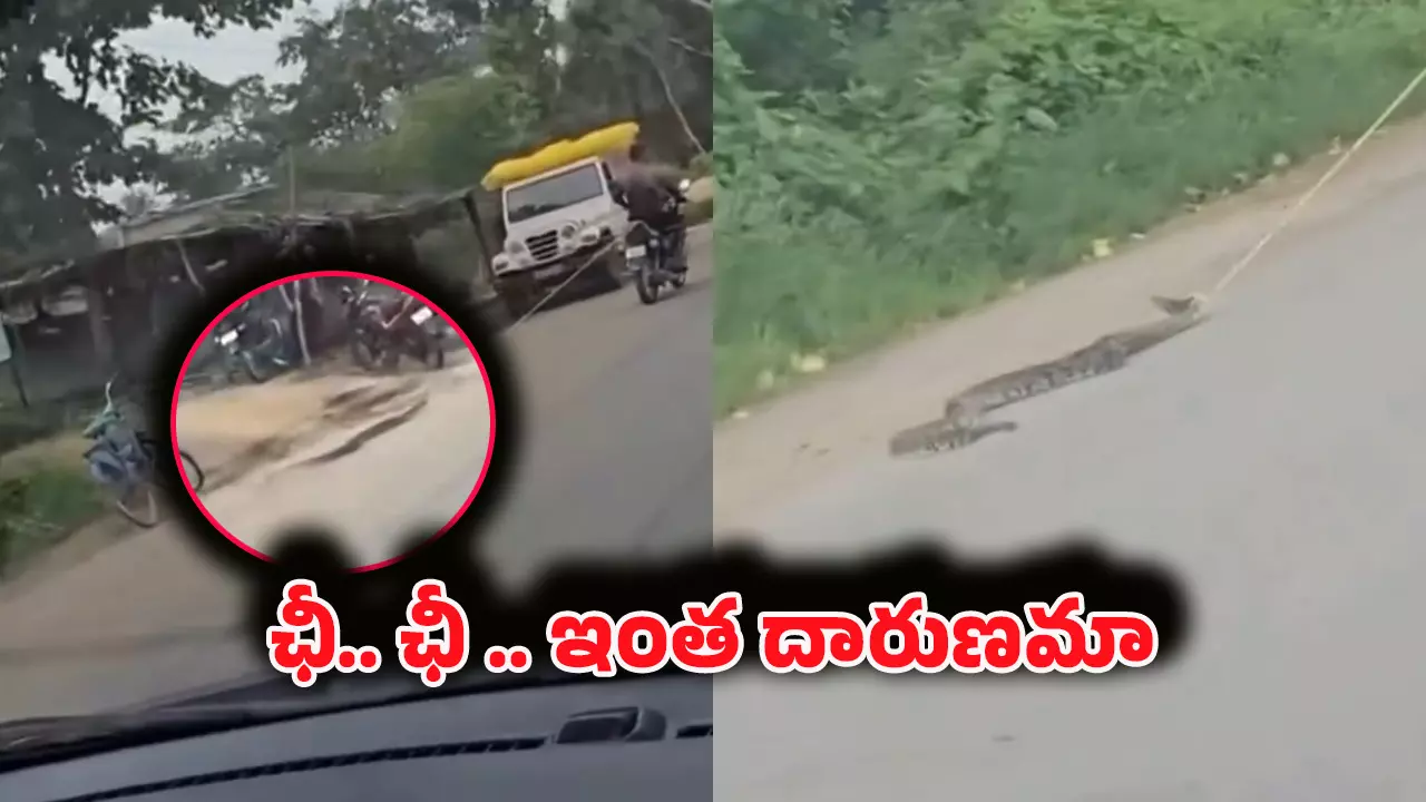 Viral Video: నువ్వు మనిషివేనా?.. పాముని తాడుతో బైక్‌కు కట్టేసి రోడ్డుపై లాగుతూ వెళ్తున్న యువకుడు!