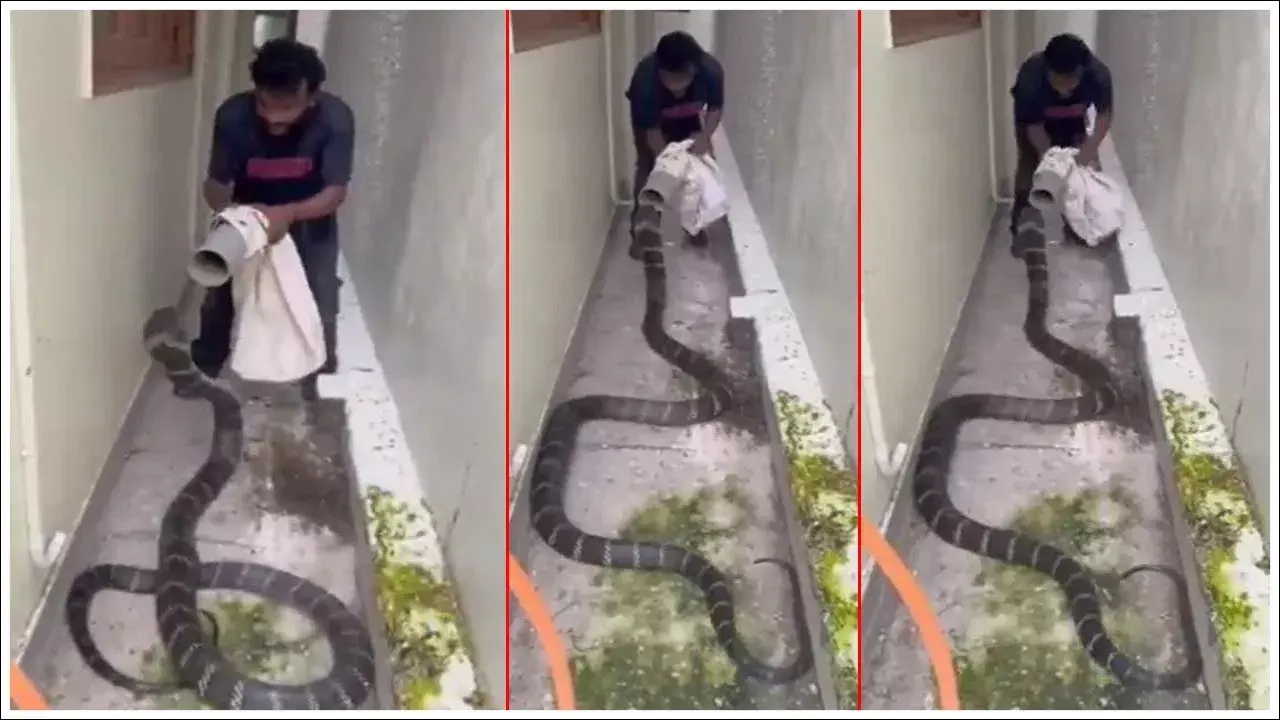 Viral: కింగ్ కోబ్రా చూపించి గుండె ఆగిపోయినంత పని..! స్నేక్ క్యాచర్ ధైర్యం చూసి ఆశ్చర్యపోతే తప్పదు! Viral: కింగ్ కోబ్రా చూపించి గుండె ఆగిపోయినంత పని..! స్నేక్ క్యాచర్ ధైర్యం చూసి ఆశ్చర్యపోతే తప్పదు!