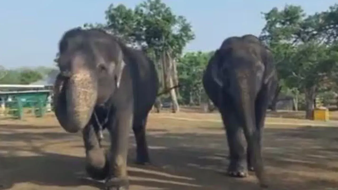 Viral Video: 55 ఏళ్లుగా విడదీయలేని స్నేహబంధం – ఐఎఫ్‌ఎస్‌ అధికారి సుప్రియా సాహు పోస్ట్‌ వైరల్