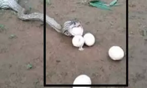 Snake Spits Bird Eggs in Tamil Nadu, Hatch in Incubator A Rare Wonder