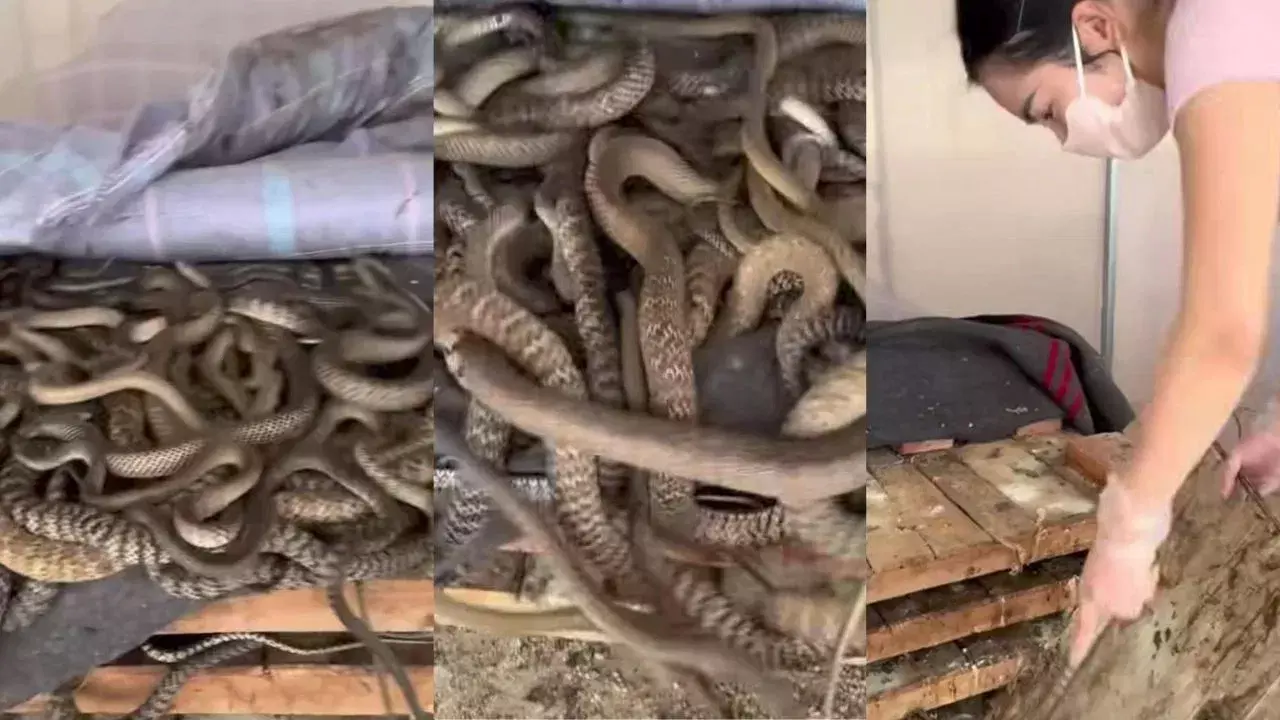 Viral Video: పాములంటే ఆమెకు పిచ్చి.. బెడ్‌రూమ్‌లో కుప్పల కుప్పలుగా పాములు!