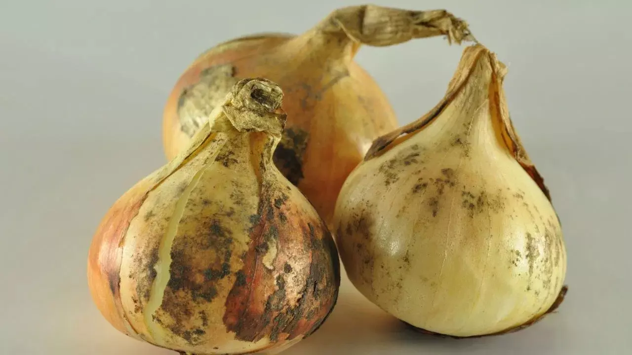 Onions : ఉల్లిపాయలపై నల్ల మచ్చలు ఉంటే తినొచ్చా? ఈ సమస్యలు ఉన్నవారు అస్సలు తినొద్దు