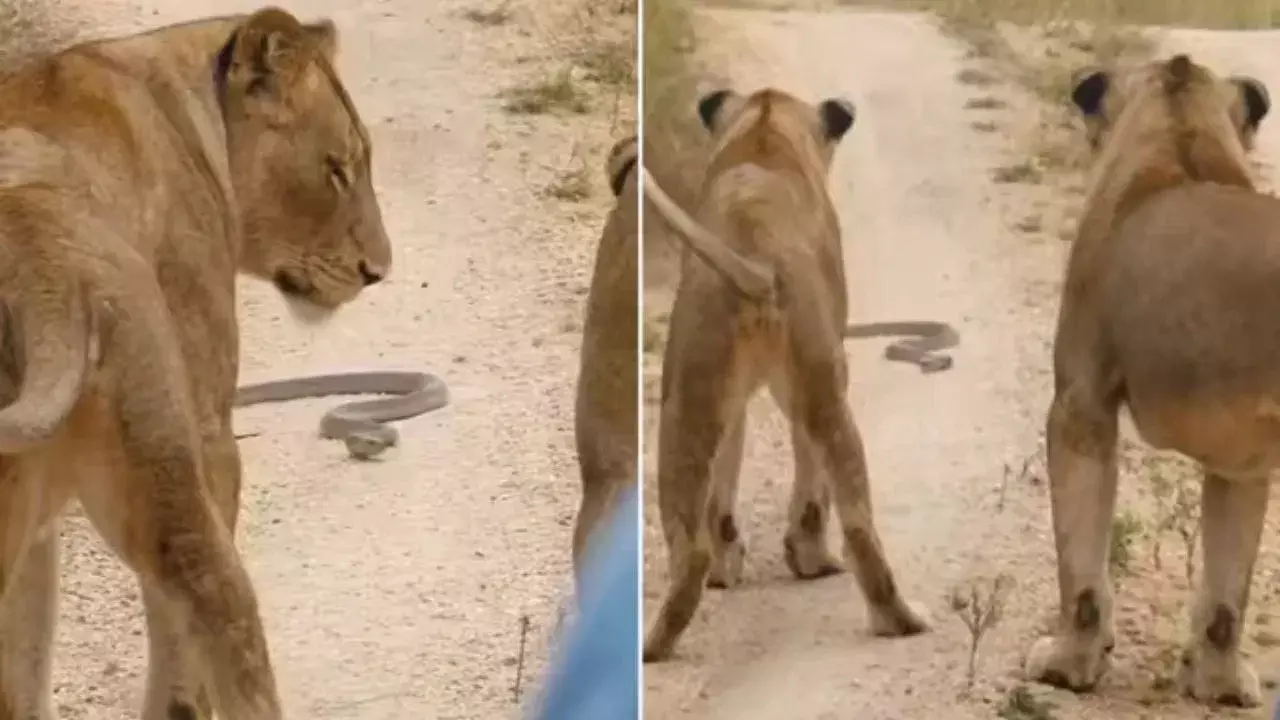 Viral Video: రెండు సింహాలకు ఎదురొచ్చిన నాగుపాము.. చివర్లో ఊహించని ట్విస్ట్ Viral Video: రెండు సింహాలకు ఎదురొచ్చిన నాగుపాము.. చివర్లో ఊహించని ట్విస్ట్