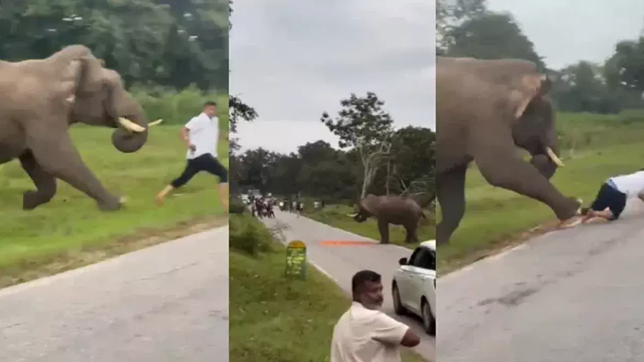 Video: అదృష్టం అలా కలిసివచ్చింది… లేకపోతే ఏనుగు కాలికింద నలిగిపోయేవాడు!