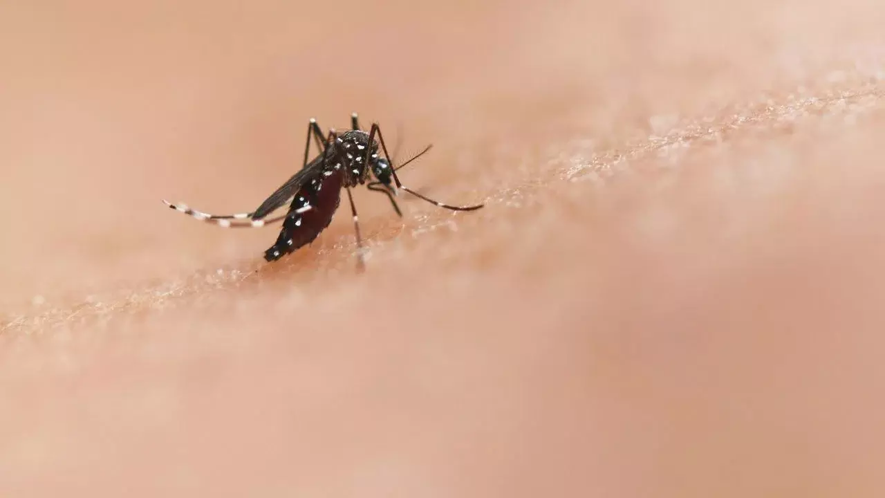 Dengue : డెంగీకి మందు ఉందా ? ఎయిమ్స్ సైంటిస్టుల పరిశోధనలో కీలక అంశాలు