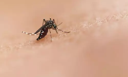 Dengue : డెంగీకి మందు ఉందా ? ఎయిమ్స్ సైంటిస్టుల పరిశోధనలో కీలక అంశాలు