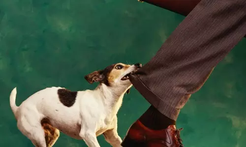 Dog Bites The Deadly Mistakes of Home Remedies and Delay