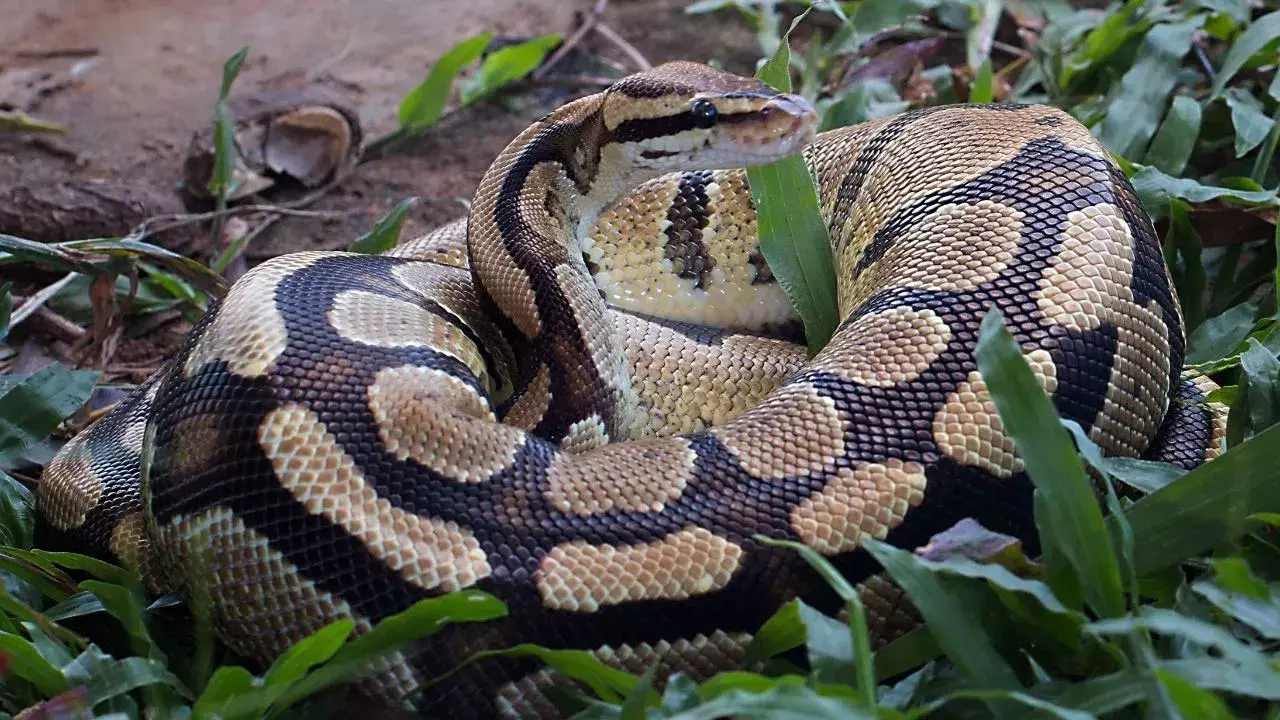 Viral Video: కొండచిలువ మలం విసర్జిస్తున్న అరుదైన దృశ్యం – నెట్టింట హల్చల్ Viral Video: కొండచిలువ మలం విసర్జిస్తున్న అరుదైన దృశ్యం – నెట్టింట హల్చల్