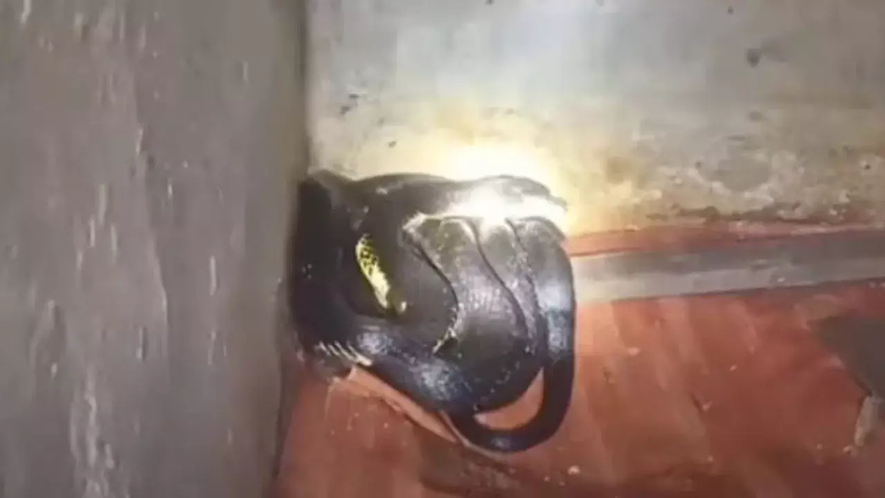 Viral Video:  వంట చేయడానికి కిచెన్‌లోకి వెళ్లిన మహిళ.. మూలలో కనిపించిన కోబ్రా చూసి షాక్