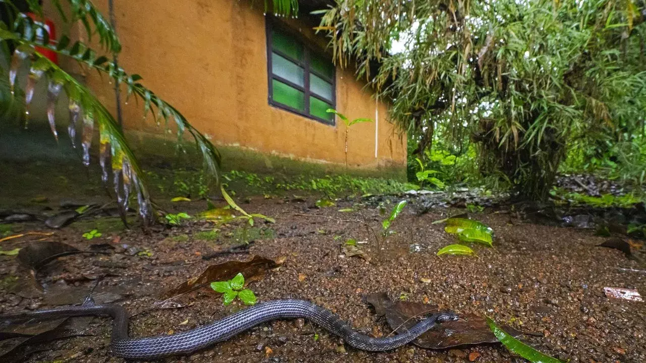 ఇంట్లో పాములు రాకుండా ఉండడానికి తగిన జాగ్రత్తలు – వెంటనే అనుసరించండి!